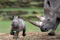 Six-week-old rhino calf explores enclosure for first time