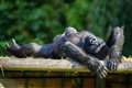 In Pictures: Gorillas enjoy the September sunshine at Bristol Zoo