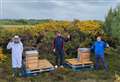 Bee project sets club buzzing