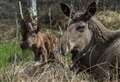 Highland Wildlife Park announces death of female elk