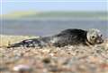 Paddle boarders and kayakers urged to keep clear of seal haul-out sites