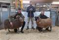 What sparked a 'ferocious frenzy of bidding' at Dingwall Mart's sheep sale? 