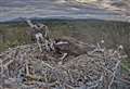 WATCH: Egg-citing time at Loch Garten osprey centre
