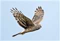 RSPB asks for hen harrier sightings to be reported to hotline