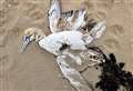 Suspected avian flu outbreak – carnage on Dunnet beach as over 100 dead seabirds counted