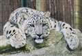 'Playful' snow leopard Koshi set to delight visitors at Highland Wildlife Park