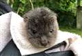SSPCA urges public to be 'wildlife wise' after otter pup rescue