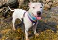 Search continues for owner of Staffie handed in to north rescue centre