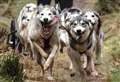 Husky sled dog rally heralded 'great success' but fears for event's future