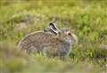 Innovative survey report reveals mountain hare sightings in north-west
