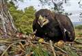 Three Cairngorms golden eagles are tagged with latest technology