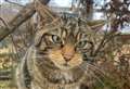 First captive breed Scottish Wildcats to be released into Cairngorms this summer