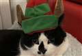 PETS FACTOR: Highland pets get into the festive spirit