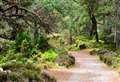Scottish rainforest fears amid UK woodland 'crisis'