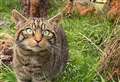 Scottish wildcat kittens to be released into the Cairngorms in 2023