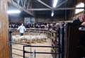 Buzz back at Lairg lamb sale as Covid restrictions ease and prices rise from last year