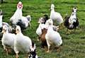 Sutherland poultry keepers are being urged to remain vigilant around avian flu