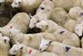 Trade rockets as buyers from across the UK flock to United Auction's first lamb sale at Lairg