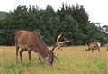 FLS take leading role in bid to tackle 'unprecedent deer numbers'
