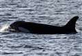 Orca pod spotted off north-west coast renews appeal for UK's only resident killer whales