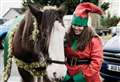 Tinsel draped Clydesdales Maggie and Maisie take place of reindeer for Santa's festive visit to Doll Hall, Brora