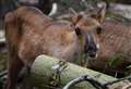 Swedish names for reindeer calves born at newly opened Highland Wildlife Park