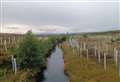 Riparian tree planting at Borgie and Dalchork is 'just the start of the task' says Sutherland forester as climate change drives river protection measures