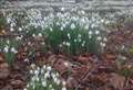 Snowdrop Festival at Dunrobin Castle this weekend