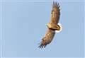 White-tailed eagle chick fledges in Caithness for first time in a century
