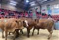 Cattle market breaks records in Dingwall amid 'furious frenzy of bidding' 