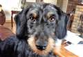 Dachshund reunited with owner after seven days lost in Lairg forest