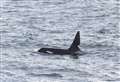 'Once in a lifetime' experience as west coast killer whales appear off Caithness