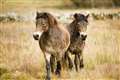 Exmoor ponies’ green role in move to Yorkshire Dales