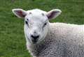Good prices for Sutherland lambs