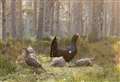 Capercaillie results offer cautious hope in Highlands
