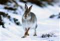 Scottish Government applauded for its move to protect mountain hares 
