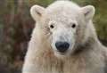Polar bear on the move! New home in Yorkshire for Highland Wildlife Park's Hamish