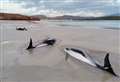 PICTURES: Overnight battle on Sutherland beach to save pod of stranded dolphins