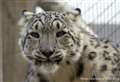 Move in offing for Highland Wildlife park's snow leopards cubs 
