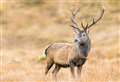 Deer: “Good management, not massacres” says Highland Tory MSP