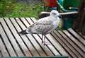 Be gull aware, as calls to SPCA top more than thirty every day