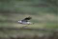 Newly tagged hen harrier in north of Scotland part of charities' project to monitor species
