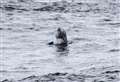 Photos by public in far north will help protect Risso’s dolphins