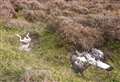 Enquiries ongoing into golden eagle poisoning