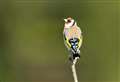 RSPB Big Garden Birdwatch 2022 – A golden year for Scottish finches