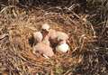 Hen harrier nests monitored closely during maintenance work on rail line from Rogart to Lairg