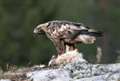 World's oldest ringed eagle dies locally