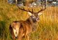 Survey reveals extent of financial losses if coronavirus leads to cancellation of 2020 let deer shooting