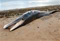 Local authority removes body of minke whale from Highland beach 
