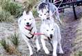 Around 100 teams taking part in Siberian Husky Club's sled dog rally at Aviemore this weekend